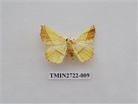 藏品(尺蛾276)的圖片